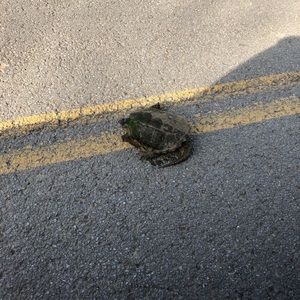 Meet your Posher, Brian